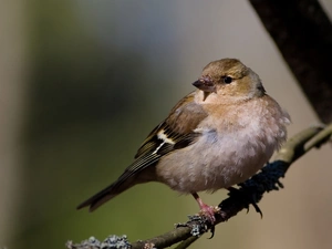Bird, finch