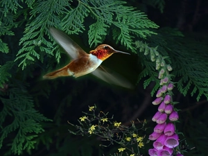 humming-bird, Flower, sapling, flight