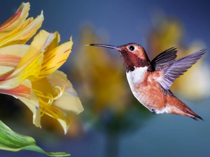 humming-bird, Flowers, Alstroemeria, Bird