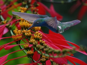 Flowers, humming-bird, Bird