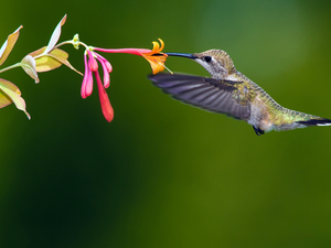 Bird, Colourfull Flowers