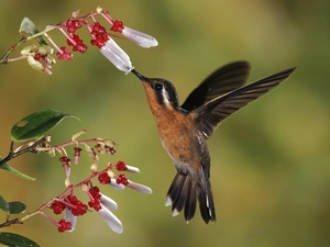 Bird, dew, humming-bird, Colourfull Flowers