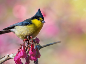 dark pink, Flowers, White-naped Tit, twig, Bird