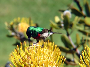 humming-bird, Flowers, blur, Yellow
