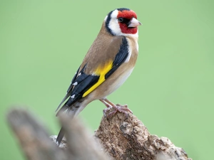 Bird, goldfinch