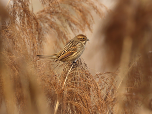 grass, sparrow, female, Bird