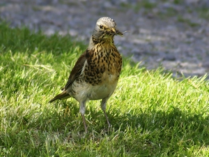 grass, thrush, fieldfare, Bird