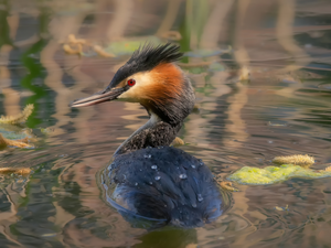 water, Bird, Great Crested Grebe