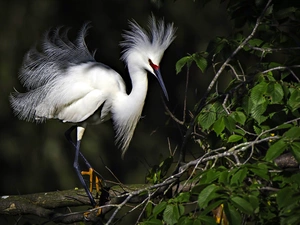 heron, Branch, Night, Bird