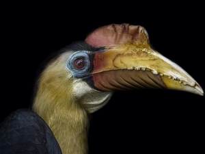 Bird, Wrinkled Hornbill