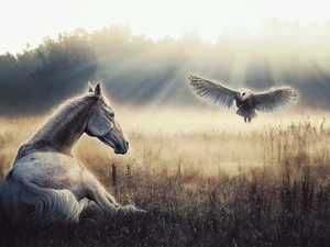 Horse, owl, grass, Bird