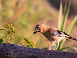 Bird, Eurasian Jay