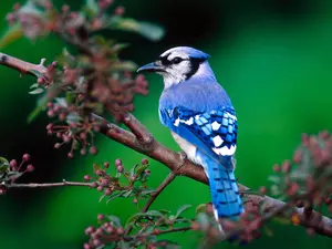 Bird, jay