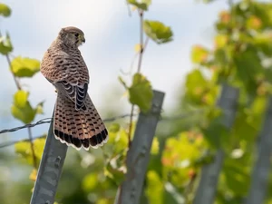 Bird, Common Kestrel