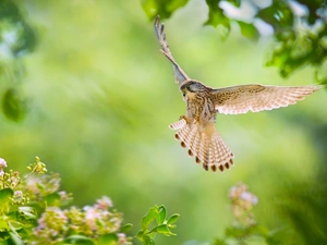 Bird, kestrel