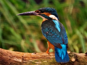 Bird, kingfisher