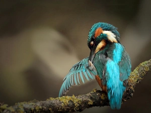 Bird, kingfisher