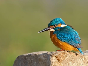 Bird, kingfisher