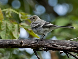 viewes, leaves, Lod on the beach, trees, Bird