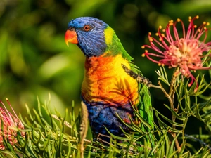Rainbow Lorikeet, Mountain, Bird, parrot, Colourfull Flowers