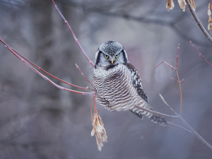Twigs, Bird, Northern hawk-owl