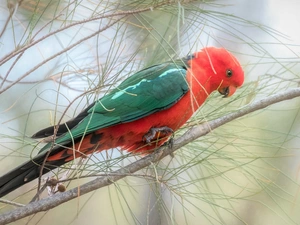 Twigs, pine, parrot, Bird, Green and red