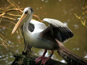 Bird, pelican
