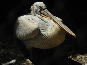 Bird, pelican