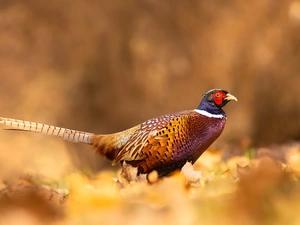 Bird, Common Pheasant