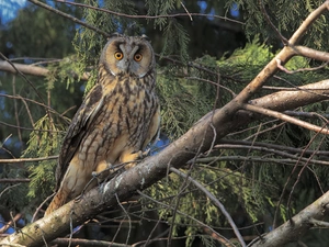 trees, branch pics, owl, Long-eared Owl, Bird