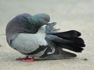 Bird, pigeon