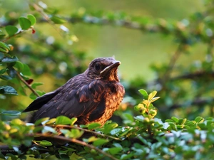 Blackbird, Bird, Plants, Air-taxiing