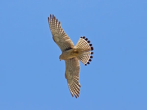 predatory, hawk, flight, Bird