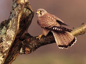 Bird, kestrel, predatory