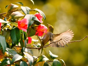humming-bird, Red, Flowers, Bush