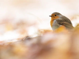 robin, fuzzy, background, Bird