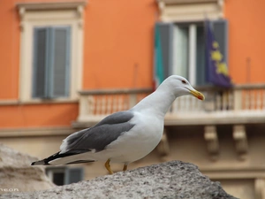 Bird, seagull