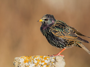 Bird, Common Starling