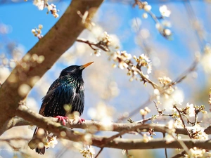 starling, flourishing, trees, Bird