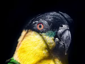 Head, parrot, The look, black background, eye, Bird