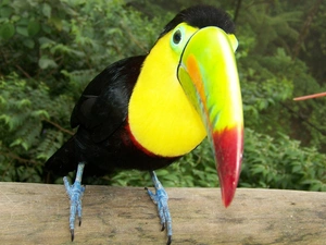 Bird, Toucan