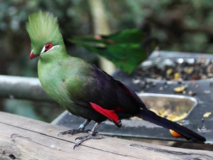 Bird, Guinea Turaco