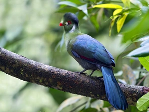 Turaco, branch, Leaf, Bird