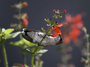 humming-bird, twig, Flowers, Bird