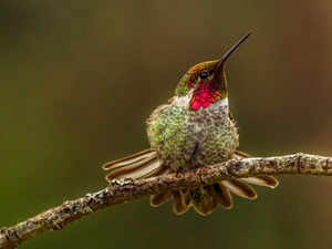 twig, Bird, humming-bird
