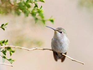 twig, Bird, humming-bird