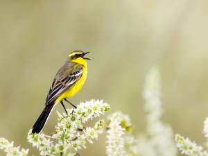Bird, Yellow Wagtail