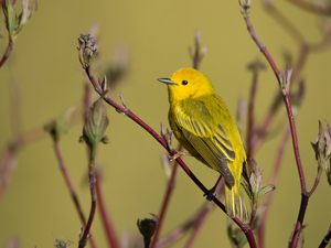 Twigs, Bird, Warbler egret, Yellow