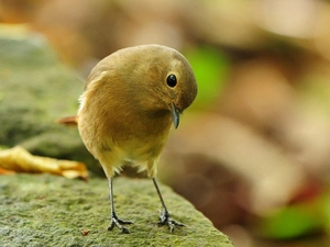 Bird, warbler
