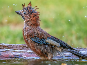 wet, jay, bath, Bird